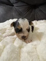 George Clooney , a male Yorkshire Terrier for sale in San Antonio, TX – Photo 2 of 9