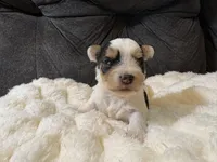 George Clooney , a male Yorkshire Terrier for sale in San Antonio, TX – Photo 6 of 9