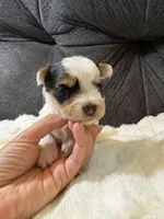 George Clooney , a male Yorkshire Terrier for sale in San Antonio, TX – Photo 7 of 9