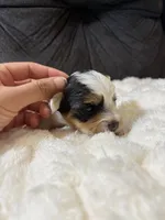 George Clooney , a male Yorkshire Terrier for sale in San Antonio, TX – Photo 8 of 9