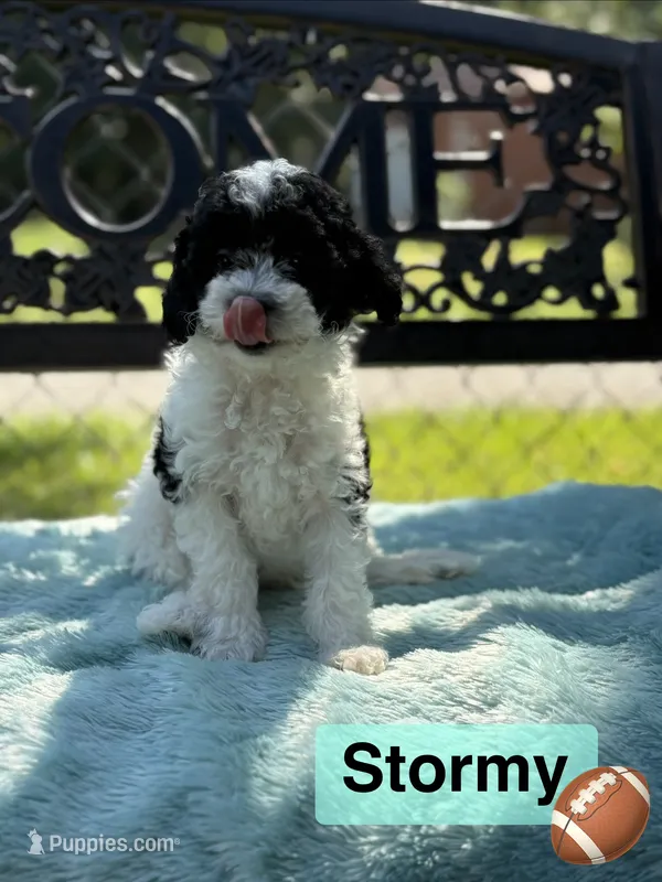 Stormy  – Poodle - Miniature  puppy for sale in Malvern, AR
