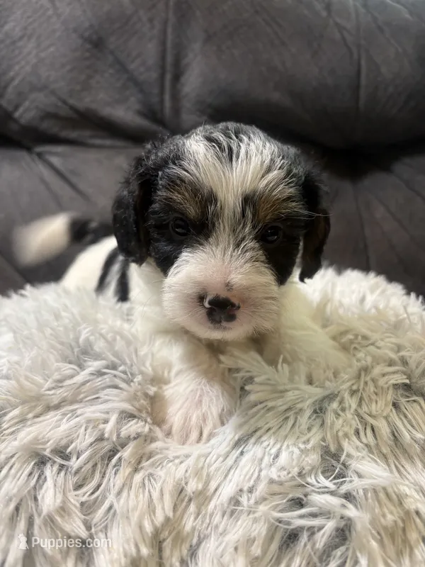 Bay  – Yorkipoo puppy for sale in San Antonio, TX