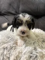 Bay , a male Yorkipoo for sale in San Antonio, TX – 1 of 7
