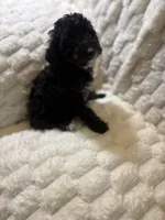 Saturn , a male Poodle - Miniature  for sale in San Antonio, TX – 3 of 8