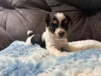 Waffles , a male Yorkipoo for sale in San Antonio, TX – Photo 7 of 7