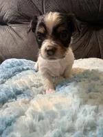 Waffles , a male Yorkipoo for sale in San Antonio, TX – Photo 4 of 7