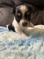 Waffles , a male Yorkipoo for sale in San Antonio, TX – Photo 2 of 7