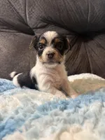Waffles , a male Yorkipoo for sale in San Antonio, TX – Photo 1 of 7