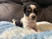 Waffles , a male Yorkipoo for sale in San Antonio, TX – Photo 5 of 7