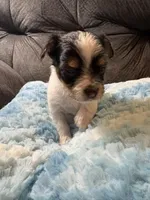 Waffles , a male Yorkipoo for sale in San Antonio, TX – Photo 3 of 7