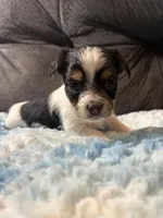 Waffles , a male Yorkipoo for sale in San Antonio, TX – Photo 6 of 7