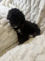 Saturn , a male Poodle - Miniature  for sale in San Antonio, TX – 6 of 8
