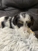 Bay , a male Yorkipoo for sale in San Antonio, TX – 6 of 7