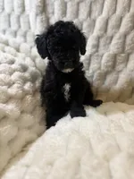 Jupiter , a male Poodle - Miniature  for sale in San Antonio, TX – 2 of 10