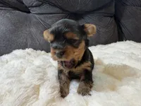 Johnny Depp , a male Yorkshire Terrier for sale in San Antonio, TX – Photo 7 of 8