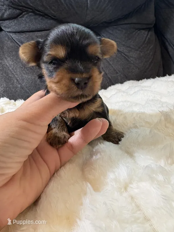 Johnny Depp  – Yorkshire Terrier puppy for sale in San Antonio, TX
