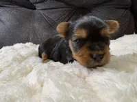 Johnny Depp , a male Yorkshire Terrier for sale in San Antonio, TX – Photo 3 of 8