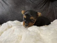 Johnny Depp , a male Yorkshire Terrier for sale in San Antonio, TX – Photo 8 of 8