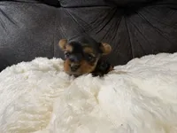 Johnny Depp , a male Yorkshire Terrier for sale in San Antonio, TX – Photo 5 of 8