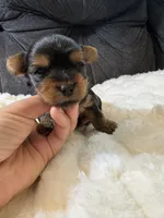 Johnny Depp , a male Yorkshire Terrier for sale in San Antonio, TX – Photo 6 of 8