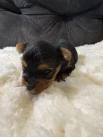 Johnny Depp , a male Yorkshire Terrier for sale in San Antonio, TX – Photo 2 of 8