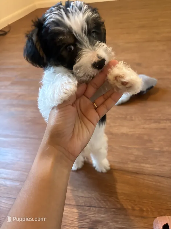 Bay  – Yorkipoo puppy for sale in San Antonio, TX