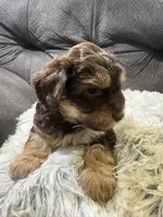 Sandy , a female Yorkipoo for sale in San Antonio, TX – 8 of 8
