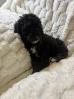 Saturn , a male Poodle - Miniature  for sale in San Antonio, TX – 8 of 8