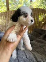 Pearl, a female Maltipoo for sale in Malvern, AR – 3 of 5