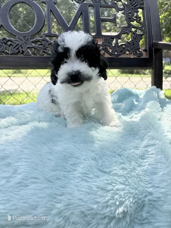 Captain black mustache  – Maltipoo puppy on hold in Malvern, AR