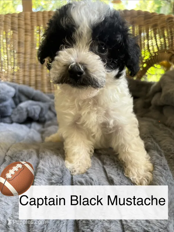 Captain black mustache  – Maltipoo puppy for sale in Malvern, AR