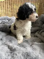 Sunny , a female Poodle - Miniature  for sale in Malvern, AR – 3 of 8