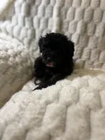 Saturn , a male Poodle - Miniature  for sale in San Antonio, TX – 2 of 8