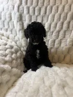Jupiter , a male Poodle - Miniature  for sale in San Antonio, TX – 4 of 10