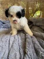 Pearl, a female Maltipoo for sale in Malvern, AR – 4 of 5