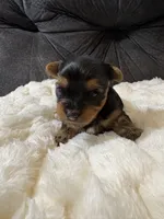 Tom Cruise , a male Yorkshire Terrier for sale in San Antonio, TX – Photo 3 of 6