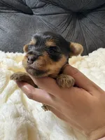 Tom Cruise , a male Yorkshire Terrier for sale in San Antonio, TX – Photo 2 of 6