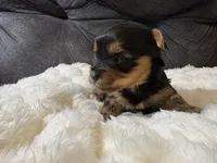 Tom Cruise , a male Yorkshire Terrier for sale in San Antonio, TX – Photo 6 of 6