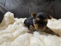 Tom Cruise , a male Yorkshire Terrier for sale in San Antonio, TX – Photo 4 of 6