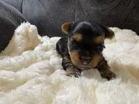 Tom Cruise , a male Yorkshire Terrier for sale in San Antonio, TX – Photo 5 of 6