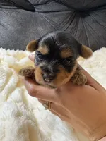 Tom Cruise , a male Yorkshire Terrier for sale in San Antonio, TX – Photo 1 of 6