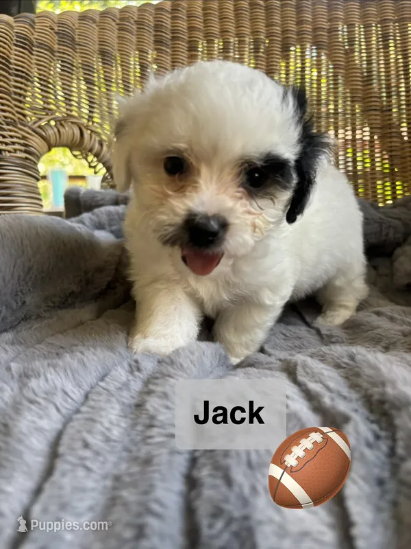 Jack  – Maltipoo puppy for sale in Malvern, AR