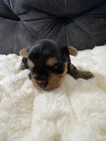 Leonardo DiCaprio , a male Yorkshire Terrier for sale in San Antonio, TX – Photo 2 of 6