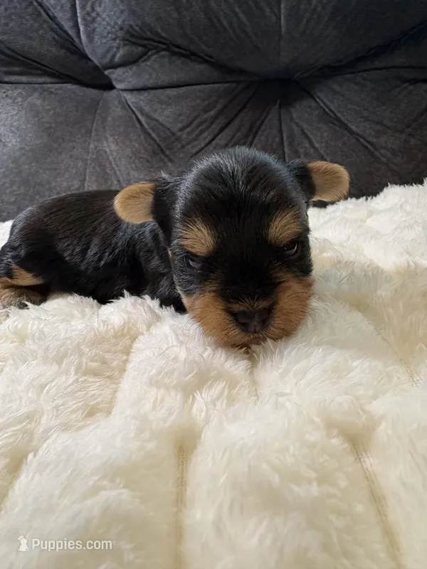 Leonardo DiCaprio , a male Yorkshire Terrier for sale in San Antonio, TX – Photo 1 of 6