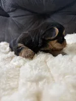 Leonardo DiCaprio , a male Yorkshire Terrier for sale in San Antonio, TX – Photo 5 of 6