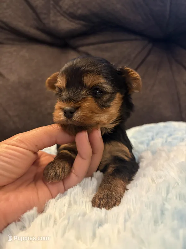 Leonardo DiCaprio  – Yorkshire Terrier puppy for sale in San Antonio, TX