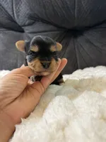 Leonardo DiCaprio , a male Yorkshire Terrier for sale in San Antonio, TX – Photo 6 of 6