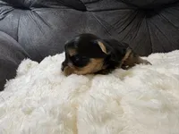 Leonardo DiCaprio , a male Yorkshire Terrier for sale in San Antonio, TX – Photo 4 of 6