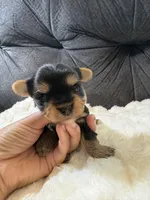 Leonardo DiCaprio , a male Yorkshire Terrier for sale in San Antonio, TX – Photo 3 of 6