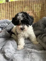Sunny , a female Poodle - Miniature  for sale in Malvern, AR – 8 of 8